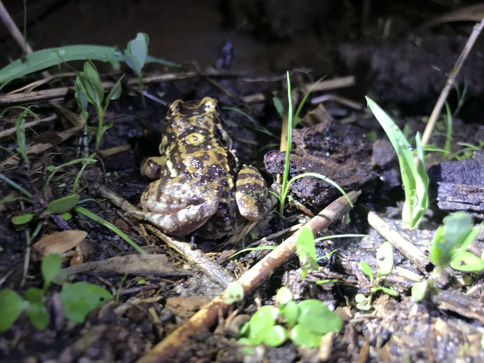 Image of Leptodactylus troglodytes Lutz 1926