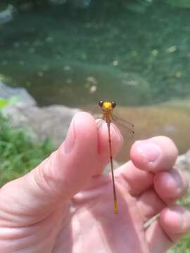 Imagem de Heteragrion alienum Williamson 1919