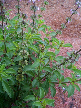 Image de Ocimum americanum L.