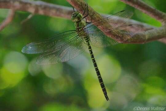 Image of Mangrove Darner