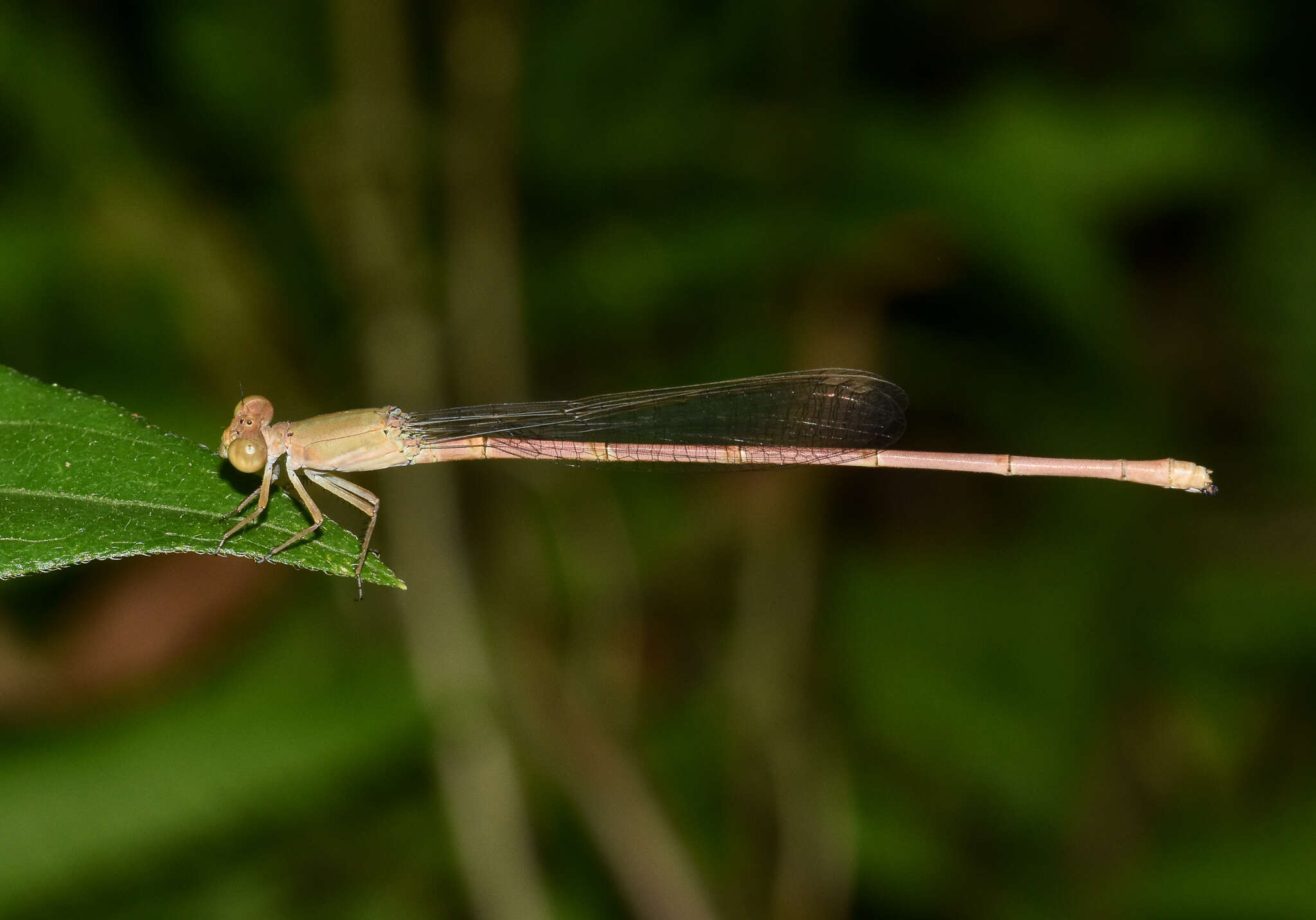 Image of Ceriagrion olivaceum Laidlaw 1914