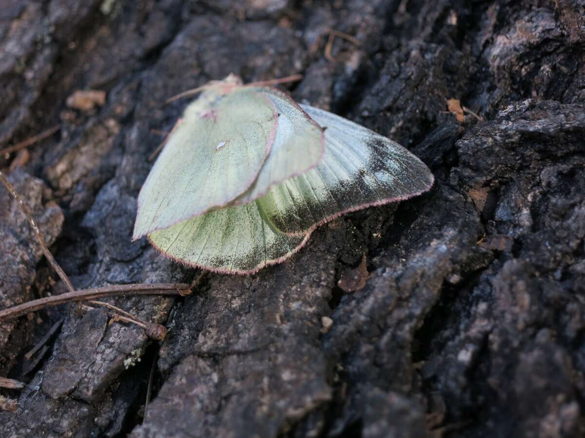 Image of Orange Sulphur