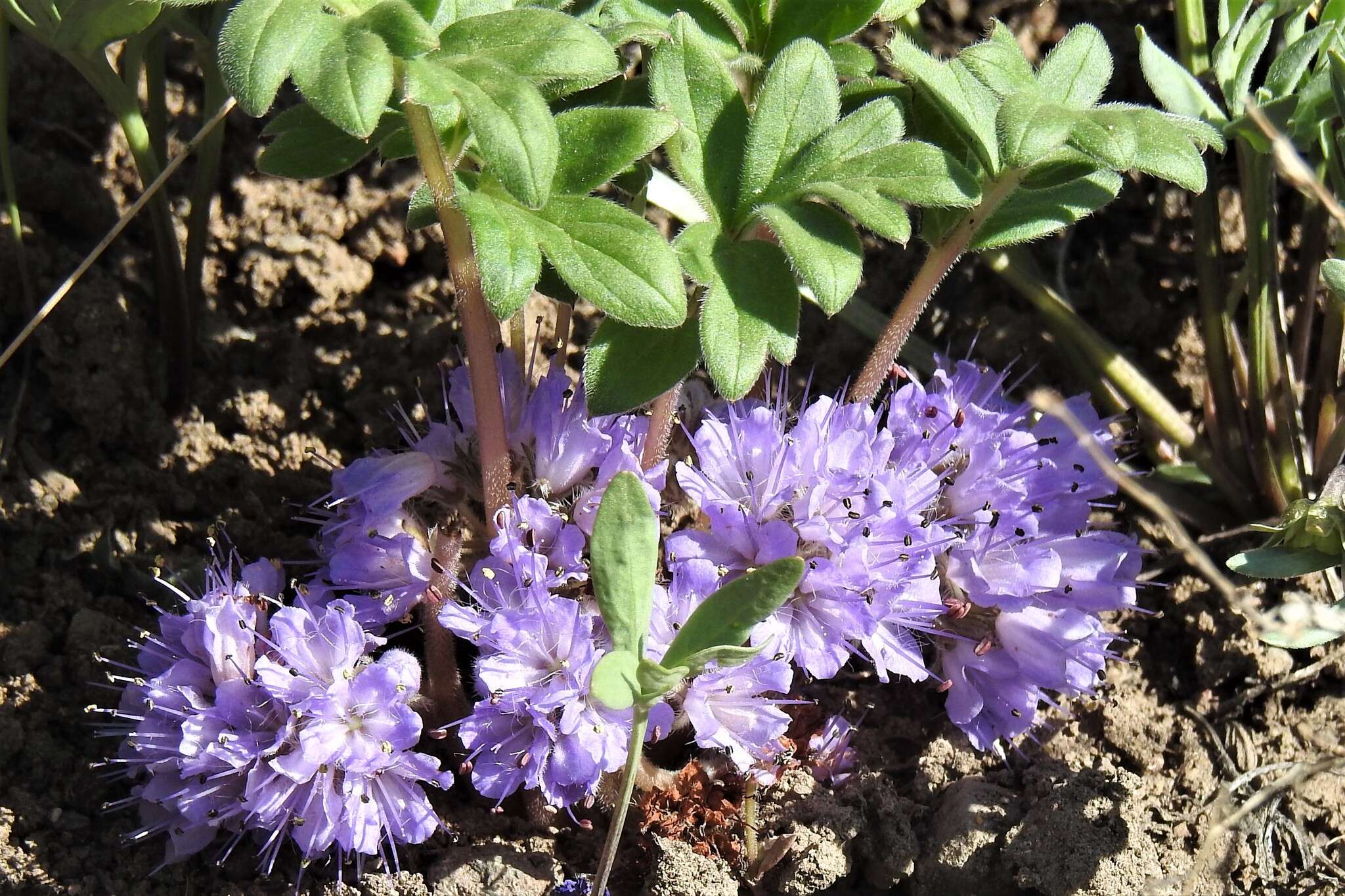 Image of <i>Hydrophyllum alpestre</i>