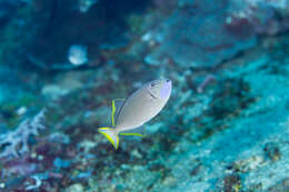 Image of Gilded triggerfish