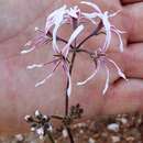 Image of Pelargonium undulatum (Andr.) Harv.