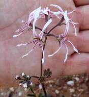 Image of Pelargonium undulatum (Andr.) Harv.