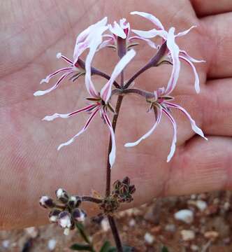 Pelargonium undulatum (Andr.) Harv. resmi