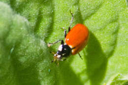 Image de Hippodamia quinquesignata ambigua Le Conte 1852