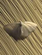 Image of White Spring Moth