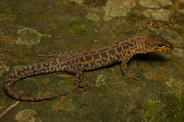 Image of Pajapan Tropical Night Lizard