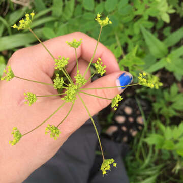 Image of yellow pimpernel