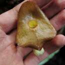 صورة Aristolochia singalangensis Korthals ex Ding Hou