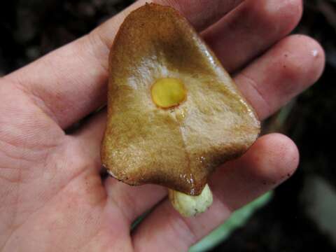 Aristolochia singalangensis Korthals ex Ding Hou的圖片