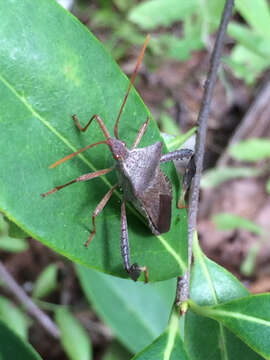 Image of Leptoglossus fulvicornis (Westwood 1842)