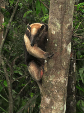 Image of Northern Tamandua