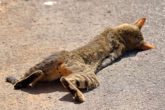 Image of African Wildcat