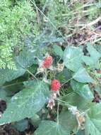 Слика од Rubus ursinus subsp. macropetalus (Dougl. ex Hook.) Taylor & Mac Bryde