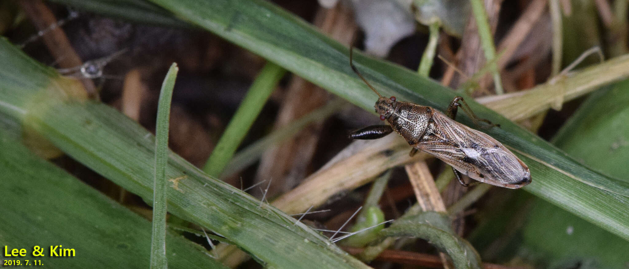 Image of Pachygrontha antennata (Uhler & P. R. 1860)