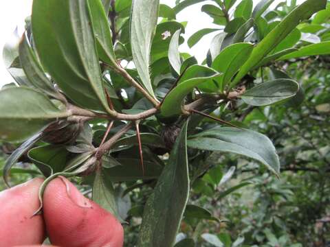 Image of Barnadesia spinosa L. fil.