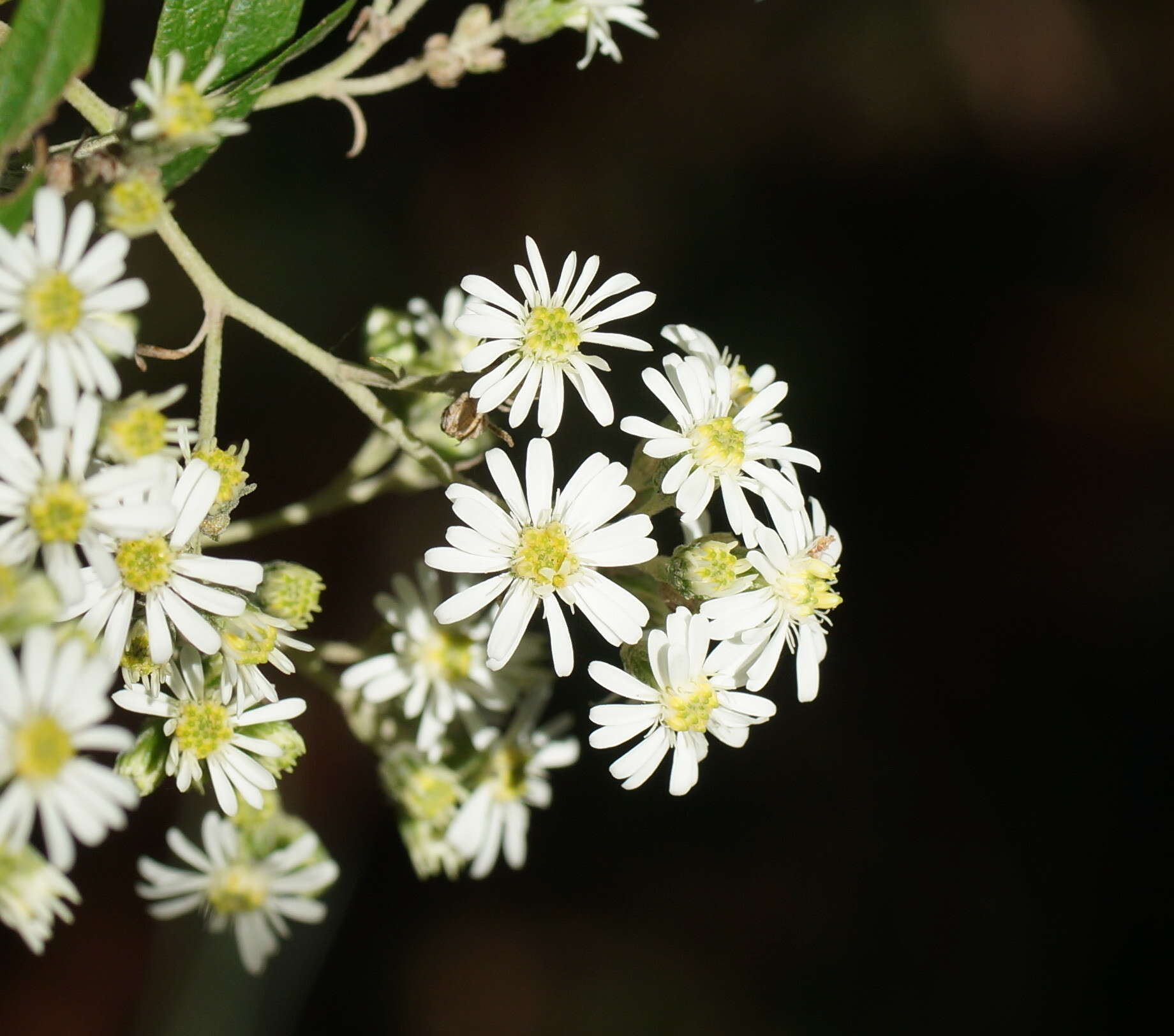 Image of Olearia lyrata (Sims) Hutch.