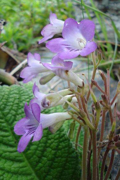 Plancia ëd Streptocarpus cyaneus subsp. cyaneus