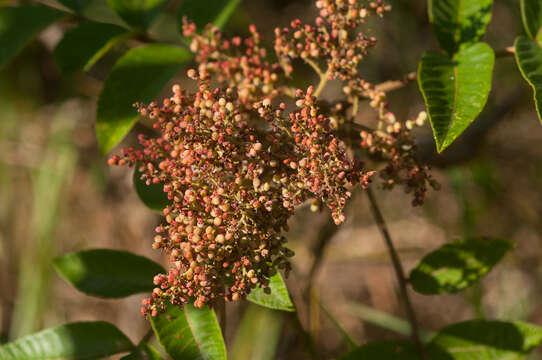 Слика од Rhus chinensis var. roxburghii (DC.) Rehd.