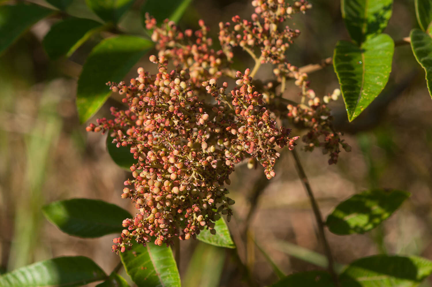 Слика од Rhus chinensis var. roxburghii (DC.) Rehd.