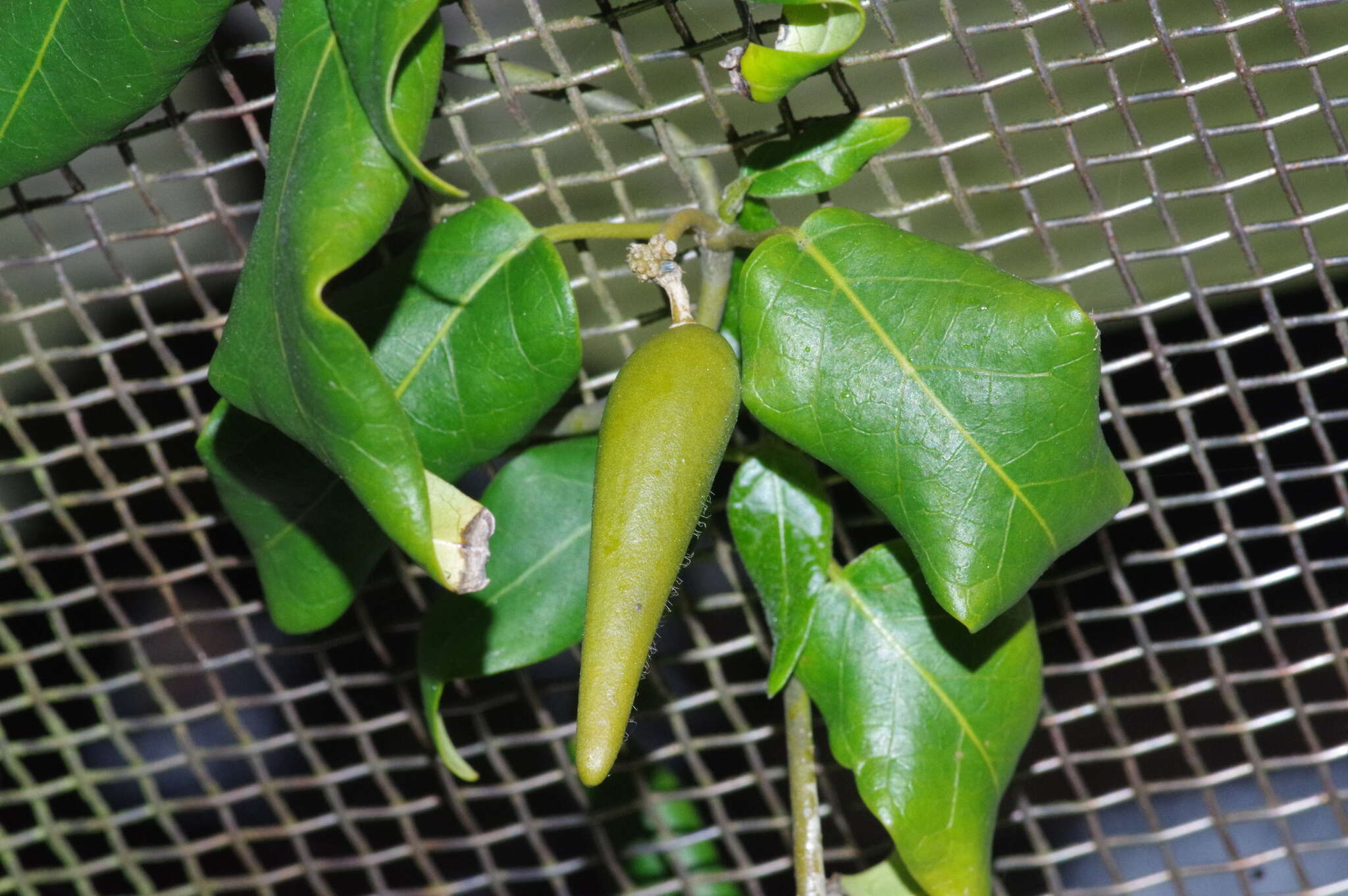 Image of Marsdenia tinctoria R. Br.