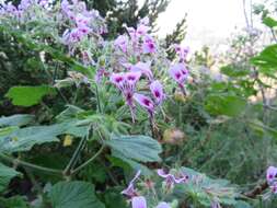 Image of Pelargonium papilionaceum (L.) L'Her. ex Ait.