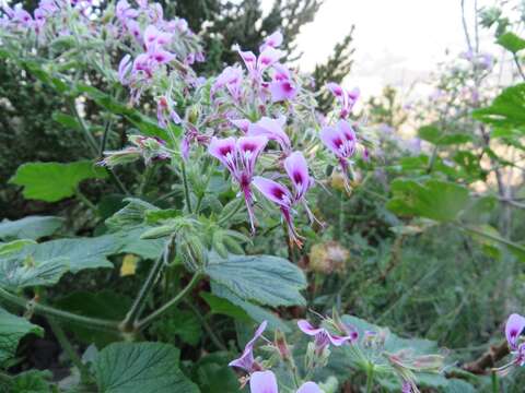 Pelargonium papilionaceum (L.) L'Her. ex Ait. resmi