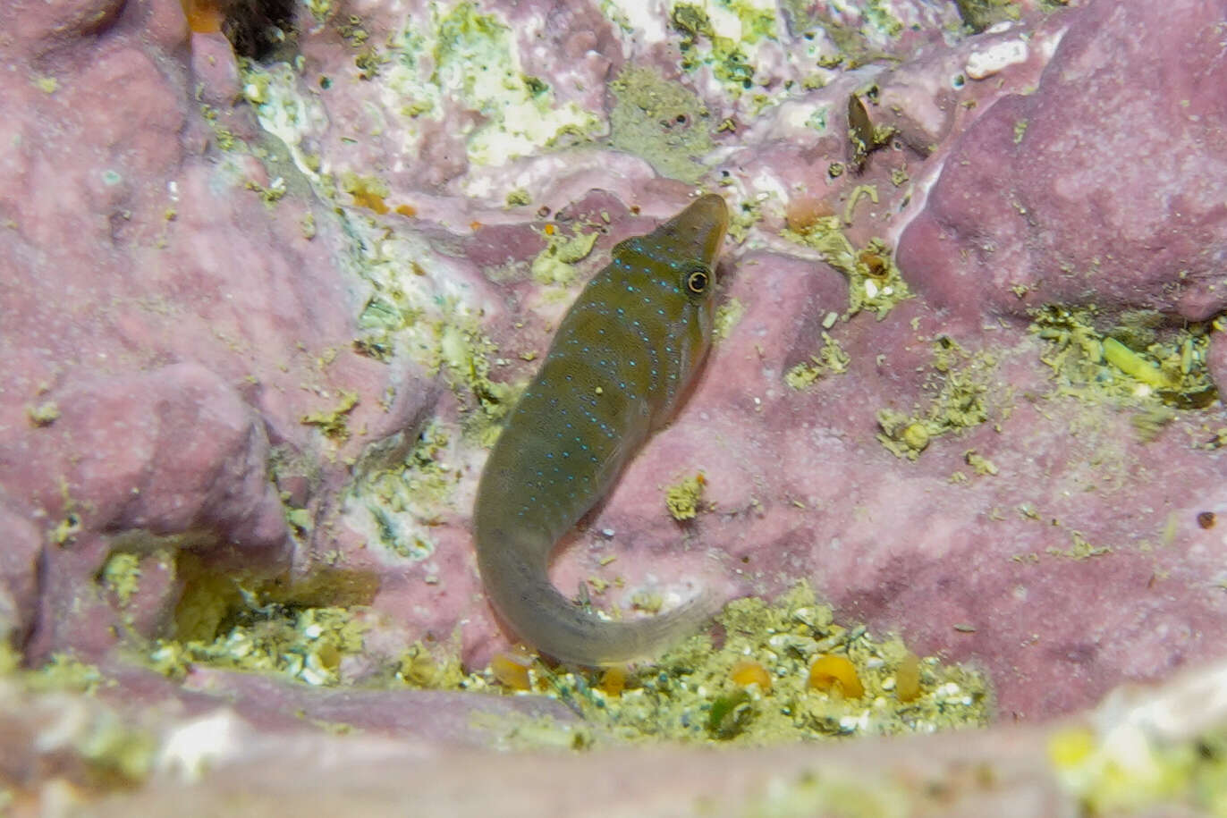 Image of New Zealand urchin clingfish