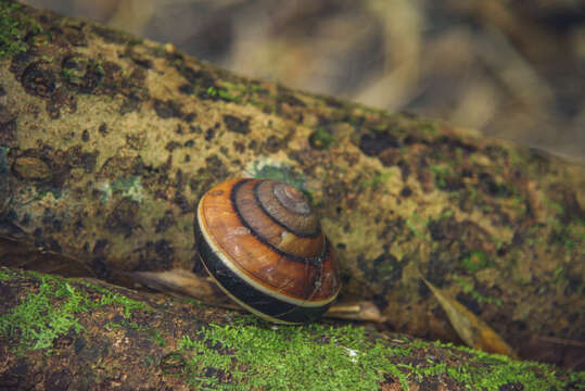 Imagem de Bertia cambojiensis (Reeve 1860)