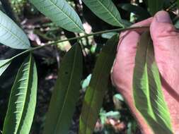 Image of Ailanthus triphysa (Dennst.) Alston