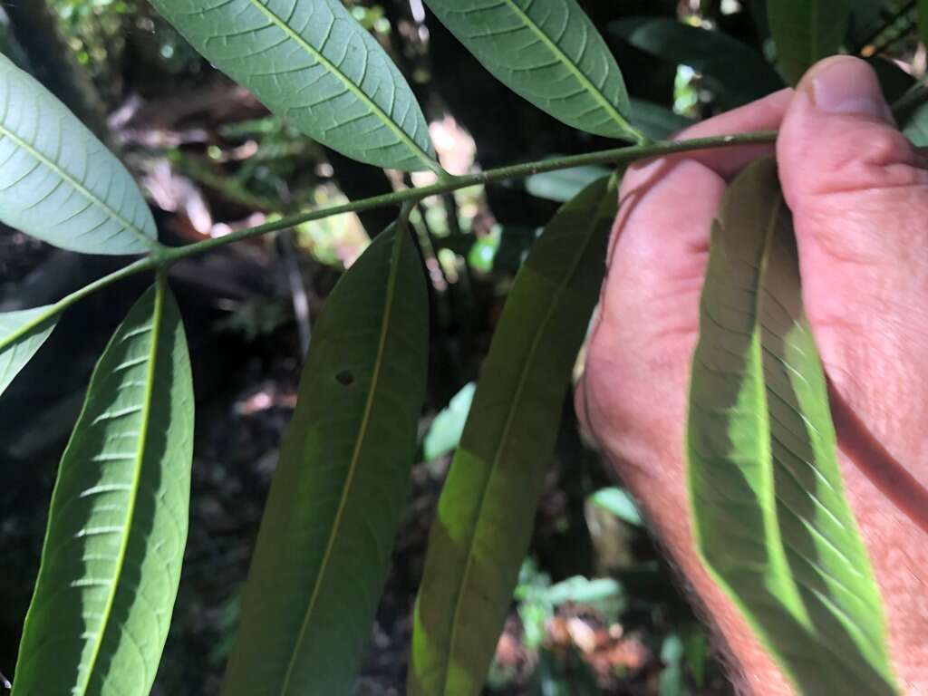 Image of Ailanthus triphysa (Dennst.) Alston