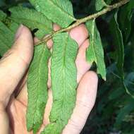 Imagem de Polystichum integripinnum Hayata