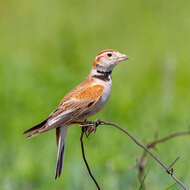 Image of Mongolian Lark