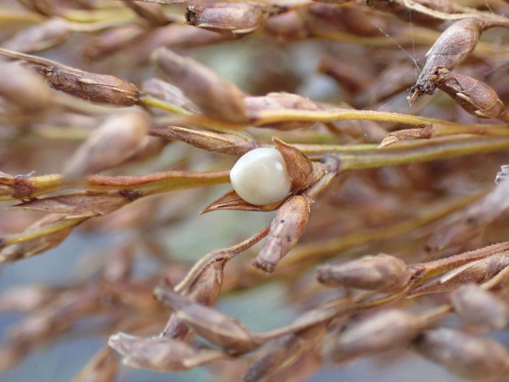 Image of Scleria poiformis Retz.