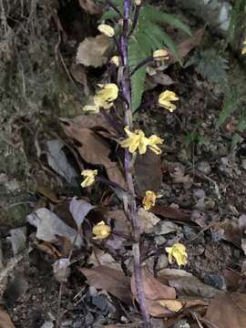 Image of Aphyllorchis montana Rchb. fil.