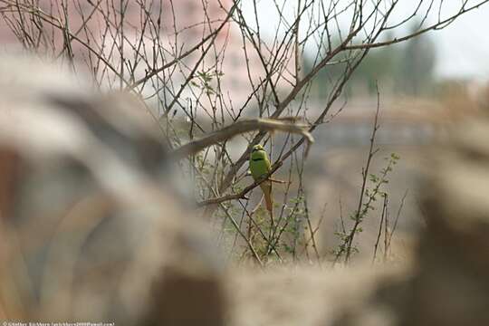 Image of African Green Bee-eater