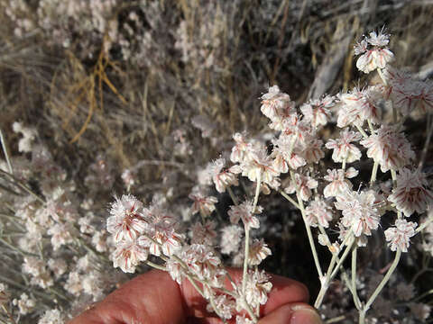 Imagem de Eriogonum niveum Dougl. ex Benth.