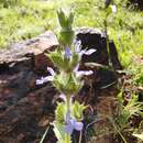 Image of Salvia hirsuta Jacq.