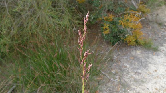 Image of <i>Schoenus brevifolius</i> R. Br.
