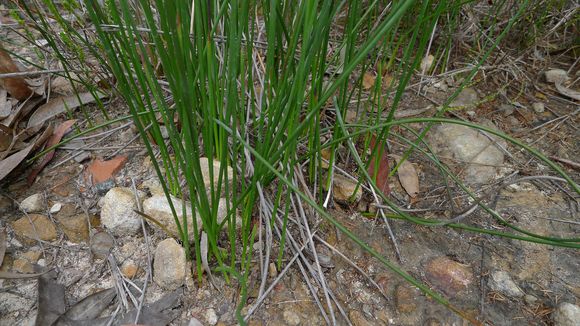Image of <i>Schoenus brevifolius</i> R. Br.