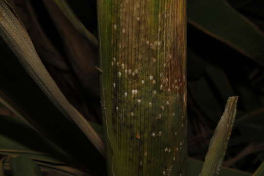 Image of Arundo gall wasp