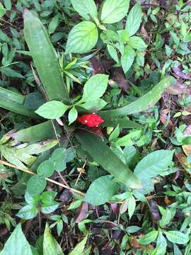 Image of Guzmania desautelsii Read & L. B. Sm.