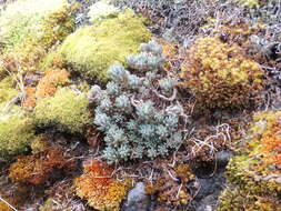 Image of spearleaf stonecrop