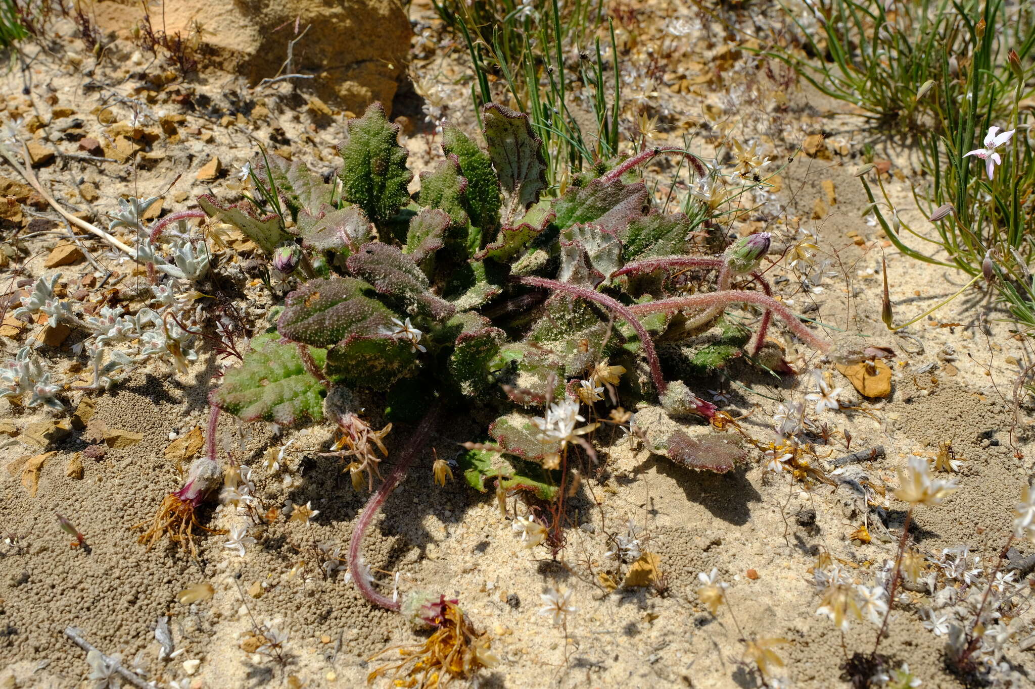 Image of Haplocarpha oocephala (DC.) J. P. B. Beyers