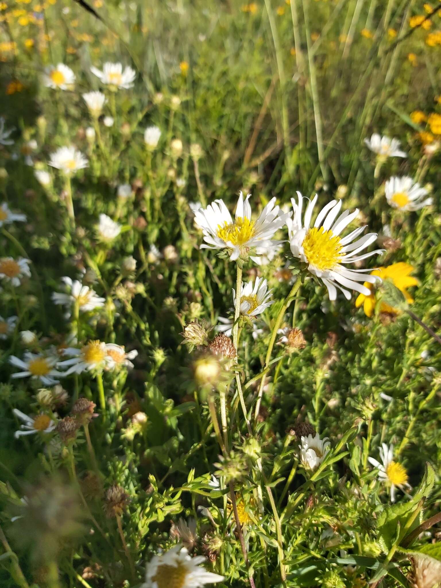 Image de Symphyotrichum trilineatum (Sch. Bip. ex Klatt) G. L. Nesom