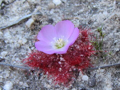 Image of Drosera acaulis L. fil.