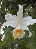 Image of Sobralia chrysostoma Dressler